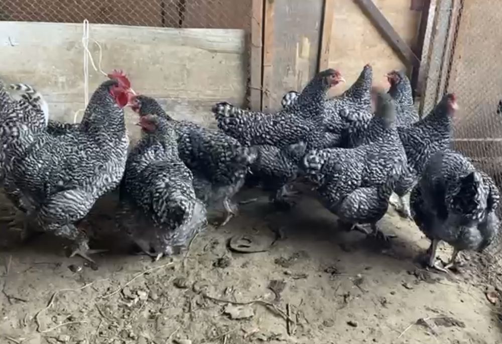 Мехеленская кукушка. Семейка.