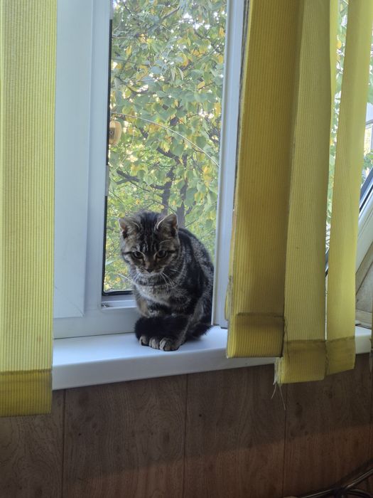 Котёнок бесплатно в хорошие руки