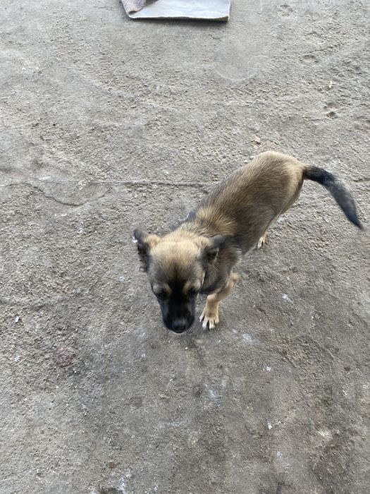 Щенок звоночек в добрые руки