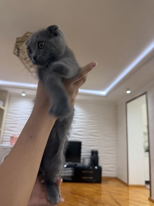 Котята пордистые скотиш фолд и скотиш страйт