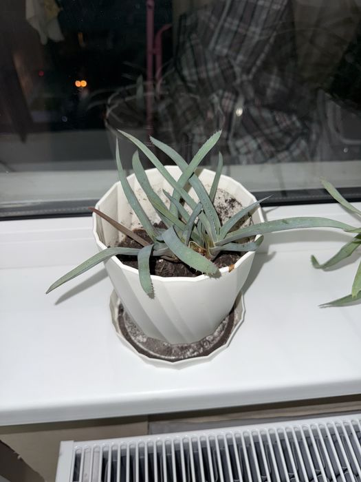 Продам растение алое.