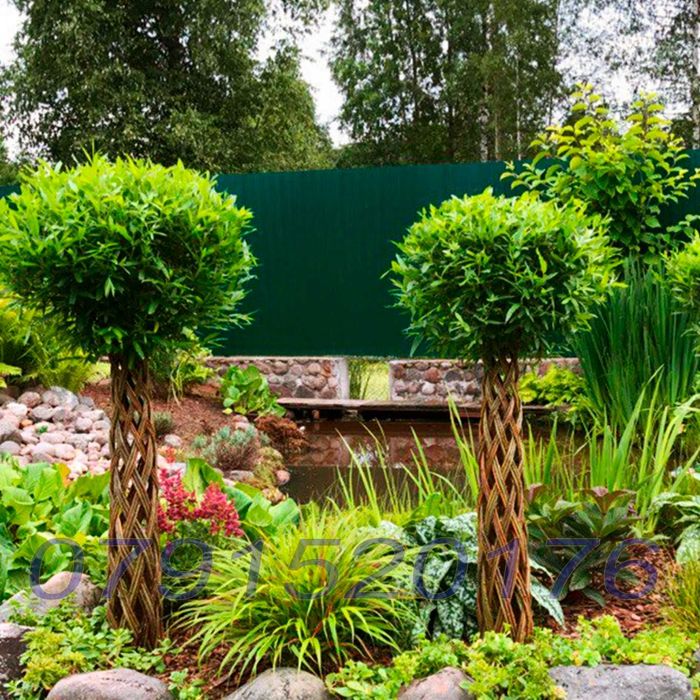 Salcie Salix americana tulpina impletita la ghiveci Posibilitate cumparare angro! Documente fiscale + Garantie + Inaltimi intre 140 - 300cm...