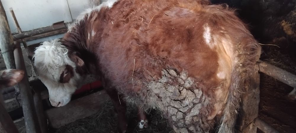 Еркек баспақтар сатылады