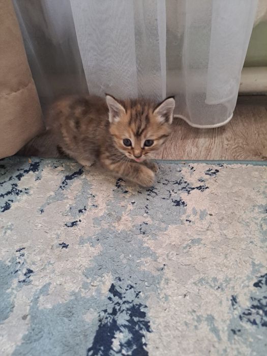 Отдаю котят 1,5 мес