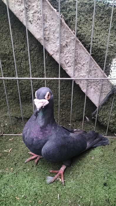 Voiajori stil vechi, italieni, staropolskie