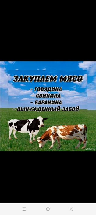 КРС Коровы Быки Баранина