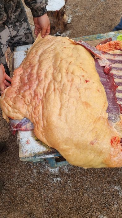 Семіз жылқы сатылады.