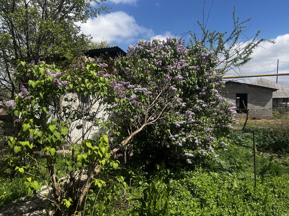 Сирень алыныздар