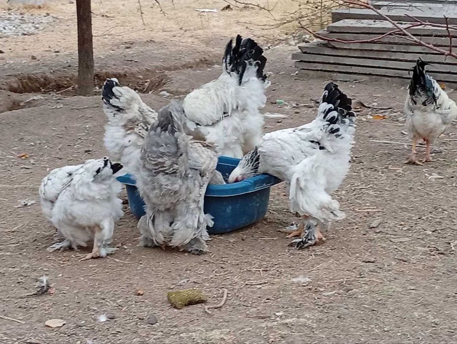 Брама товуклар курицы брама Охангарон Нурободда