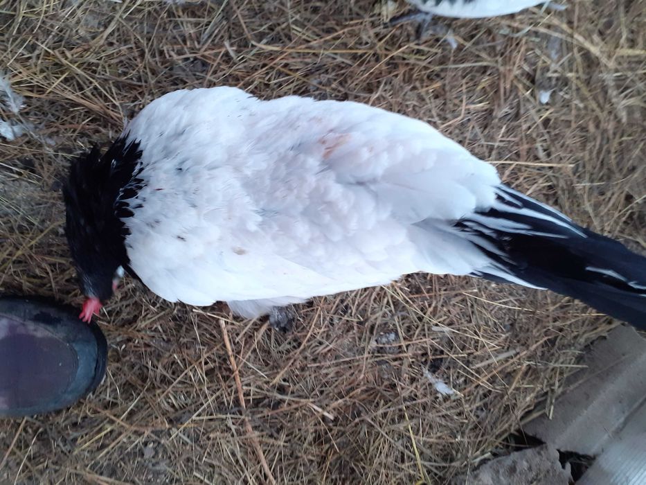 Vand oua pentru incubat de lakenvelder. lakenfelder.