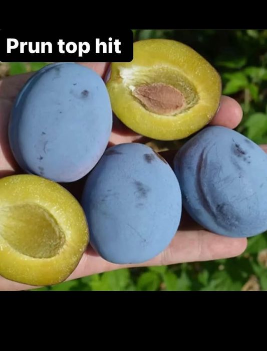 Vând pomi fructiferi