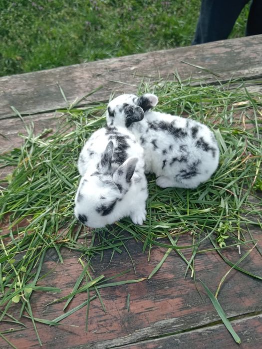 Iepuri pui și maturi