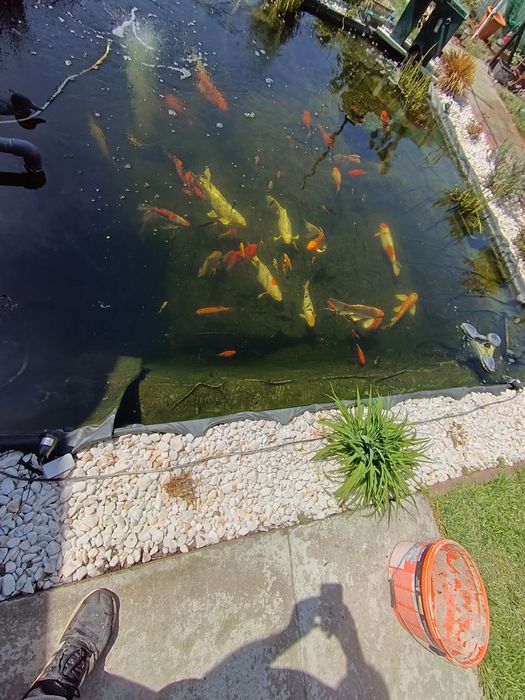 Crapi koi puiet de 1 an  crescuți acasă