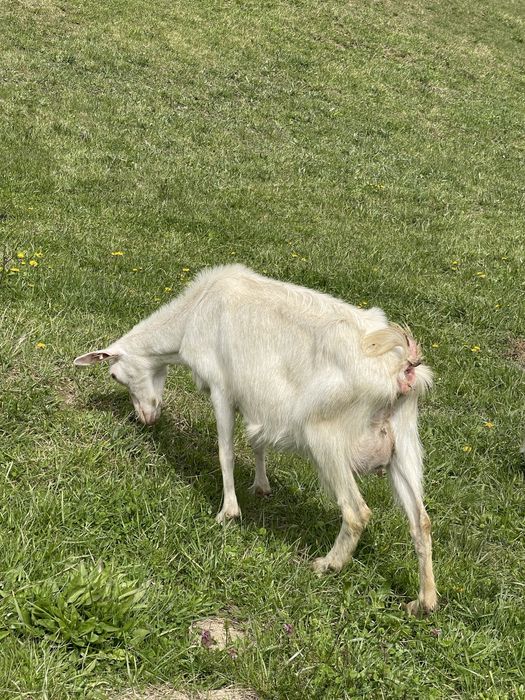 Capra saanen cu 2 iezi