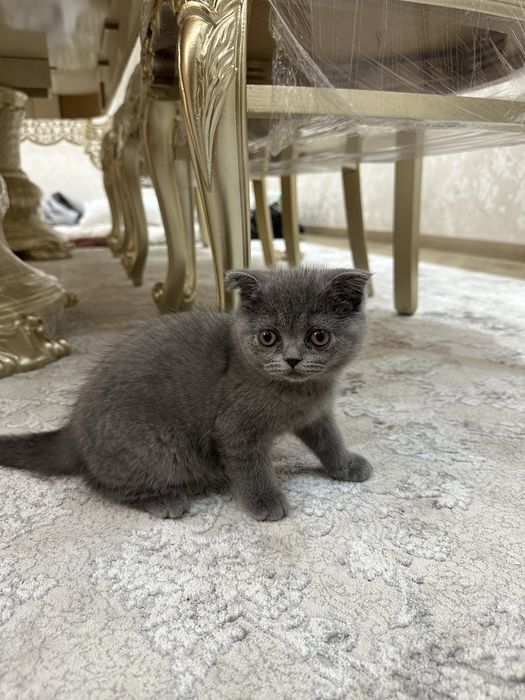 Skotish fold va strayt qiz bola 3 oylik  latok organgan 100%