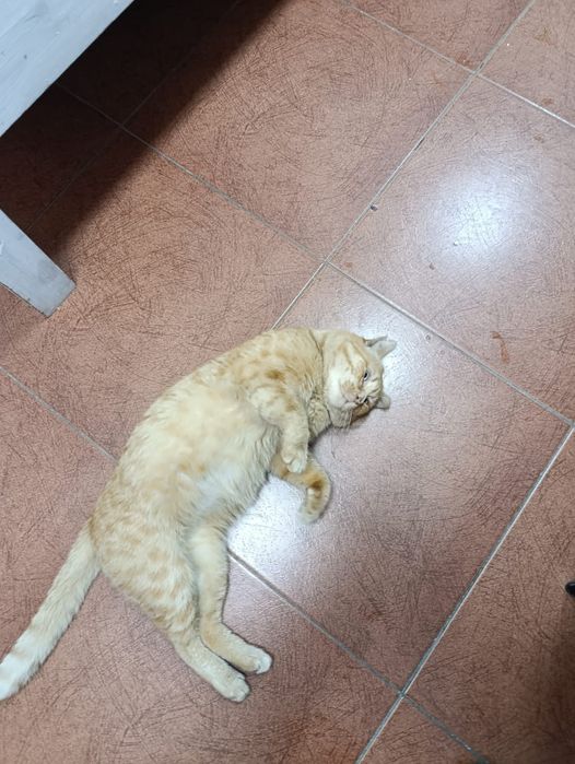 Котик в хорошие руки