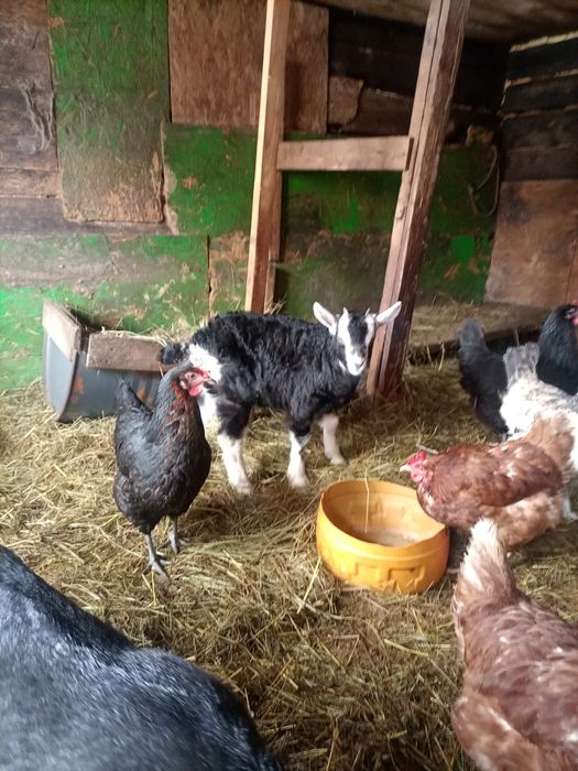 Трое девочек козлят