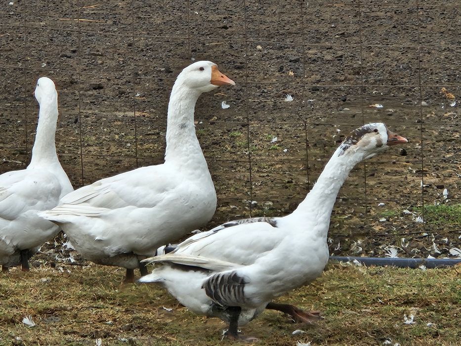 Продоются Гуси  линза