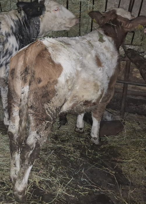 Tauras baltat aproximativ 300kg