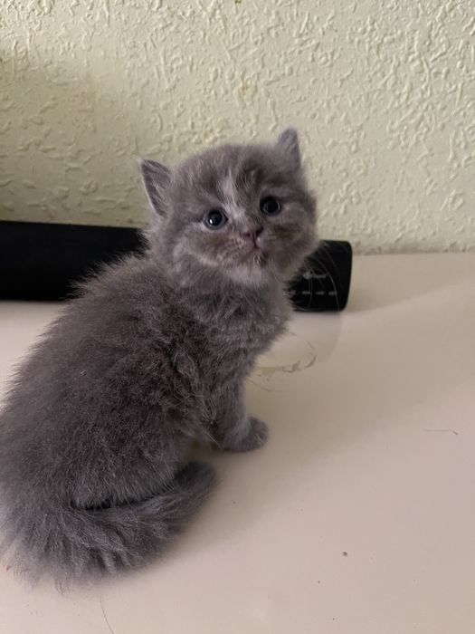 Срочно продаются котята