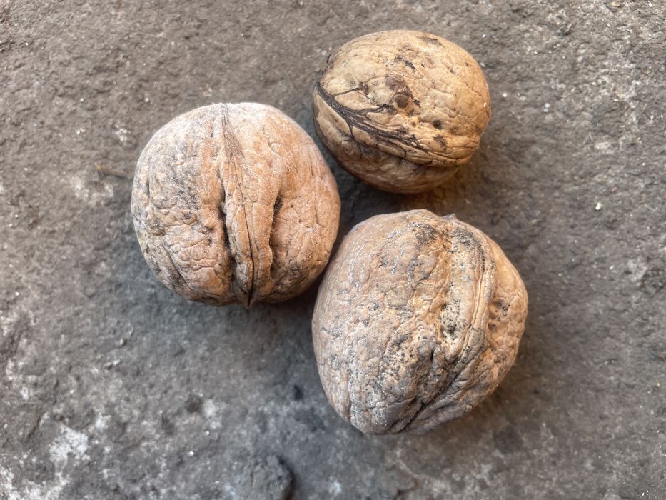 Puiet de nuc (nuci mari)