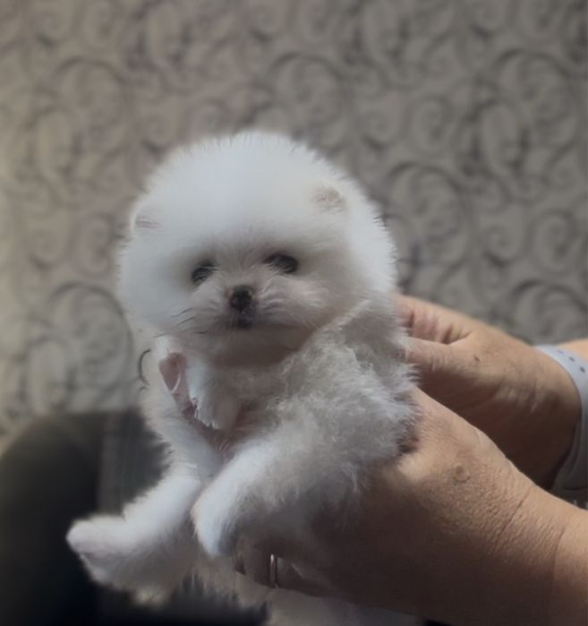 Померанский шпиц