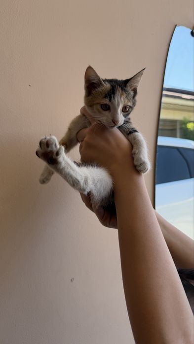 Котенок мушук бесплатно