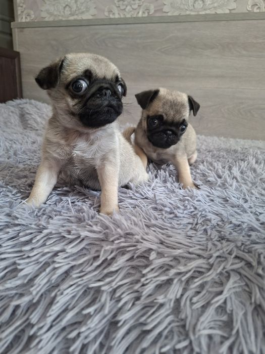 Продаю  щенков  мопсят