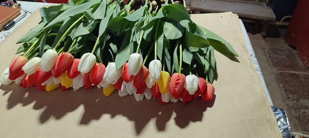 Тюльпаны оптом и в розницу