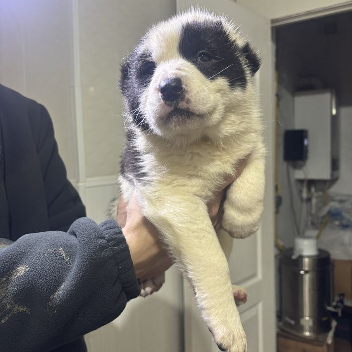 Продается щенки алабая