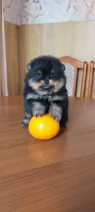 Шпицы черно подпалый окрас