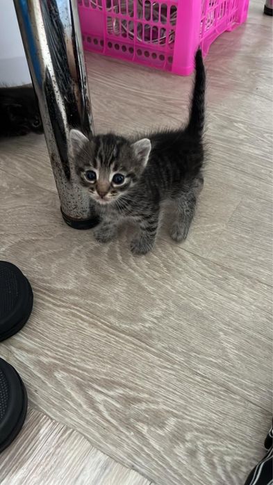 Отдам котят в хорошие руки, мальчики