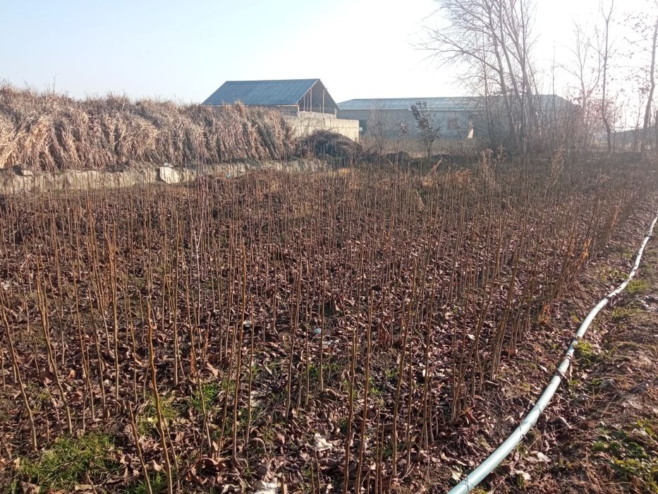 Karlik yongʻoq Samarqand