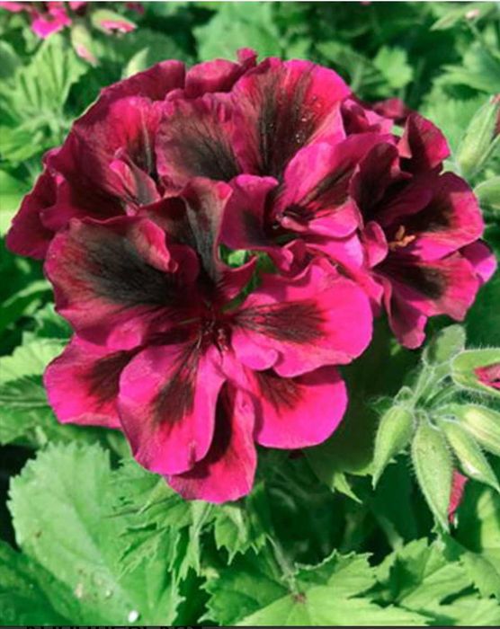 Комнатные цветы от 500 тн