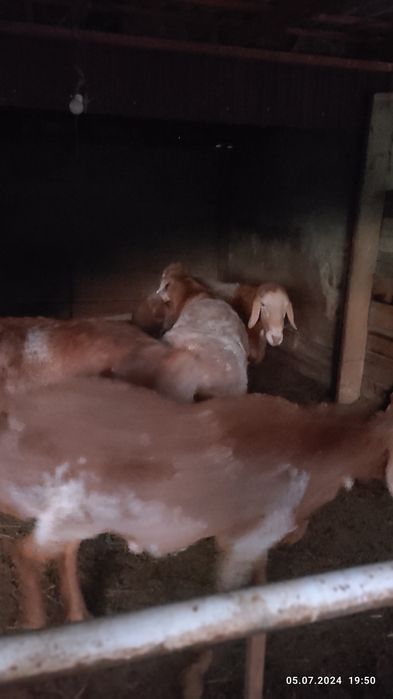 продам  кошкар  гиссар