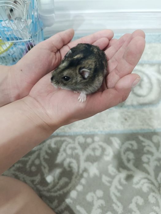 Хомяки, самка и самец