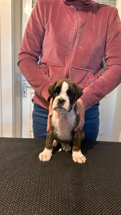 Puii Boxer German de vânzare