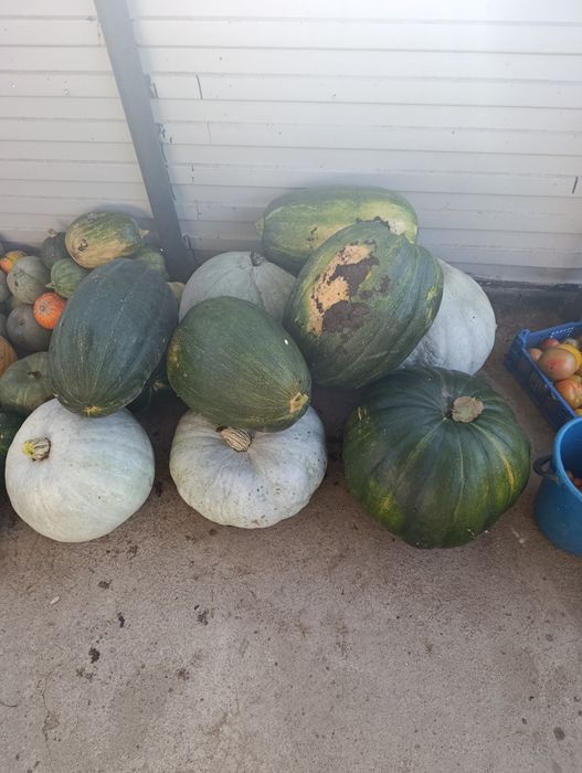 Продам тыква дачная
