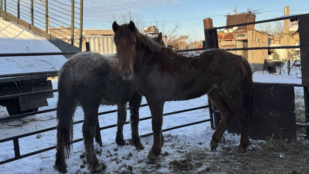 Продам Байтал 1,5г