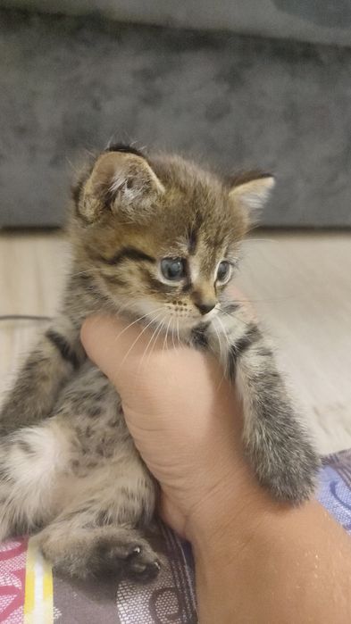 Очень красивые котята