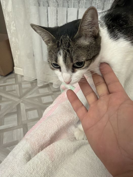 Кошечка зовут Кенди