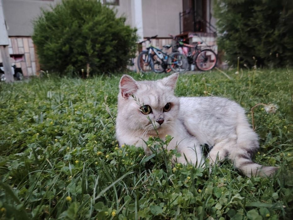 Продаётся котёнок серебристая шиншилла