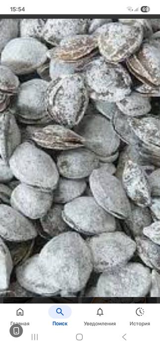 Шурдонак(солёные косточки абрикоса)