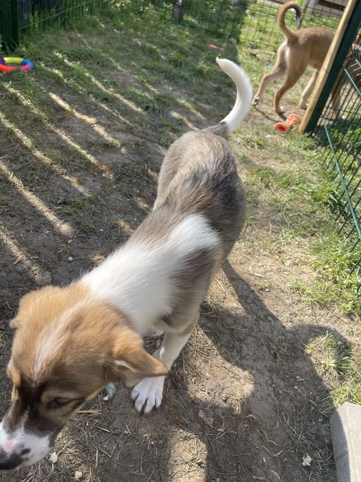 Adoptie pui de catel