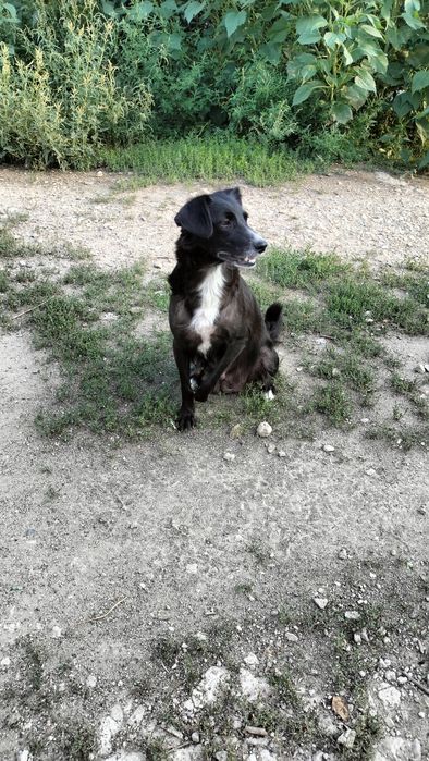 Собака в добрые руки