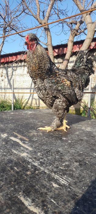 Cocos motat și încalț.