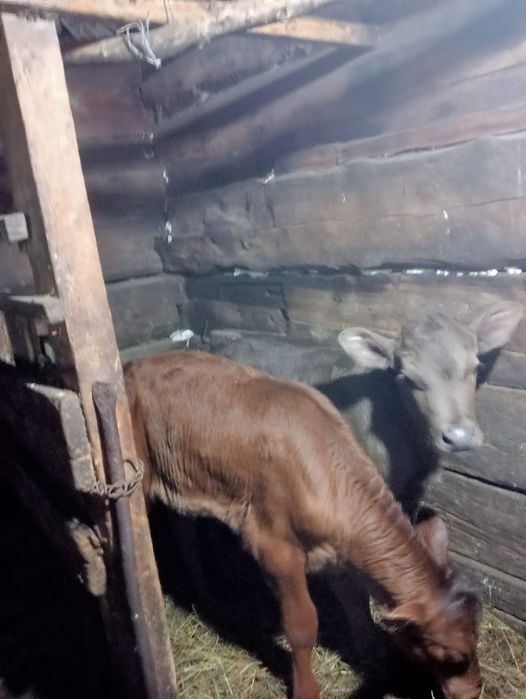 Продам телят телок