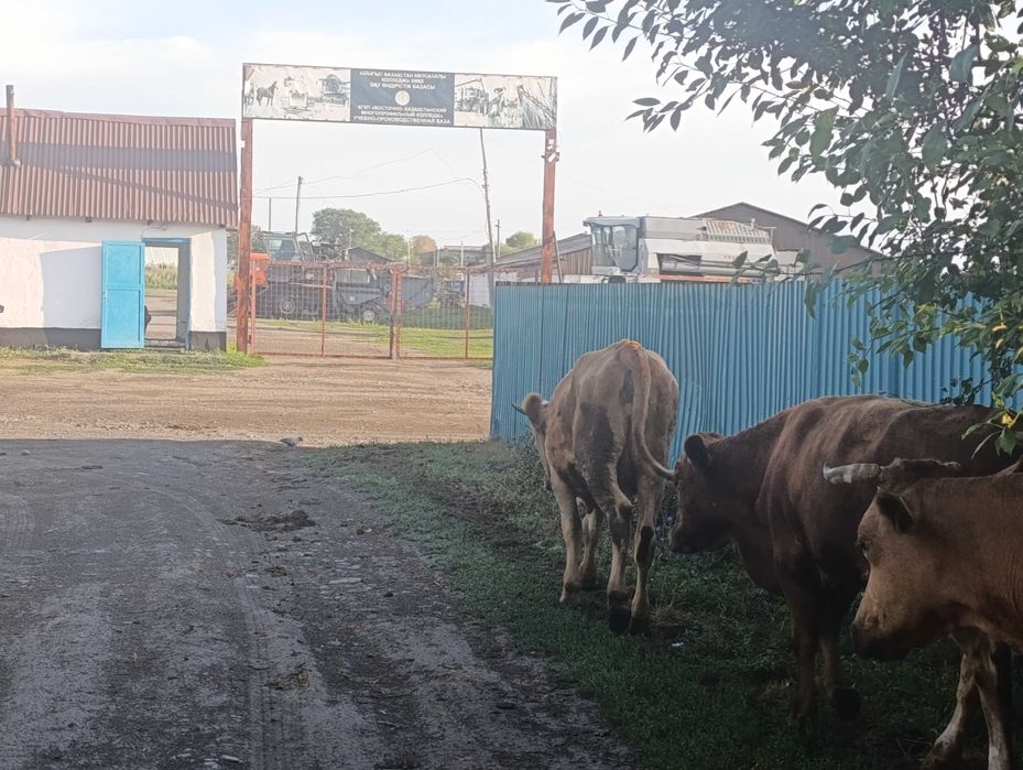 Продам коров,  телят,  бычка