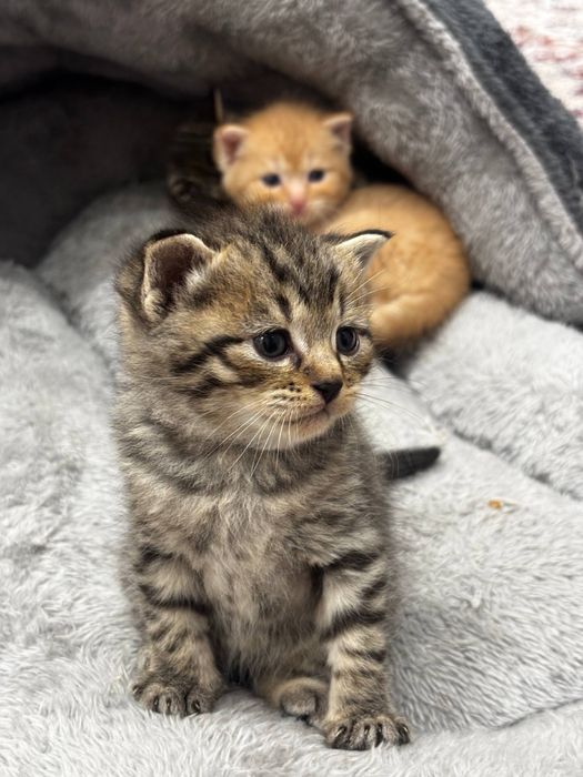 Продаются котята