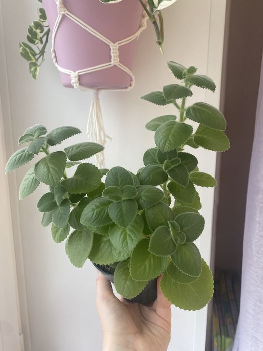 Клмнатные растения